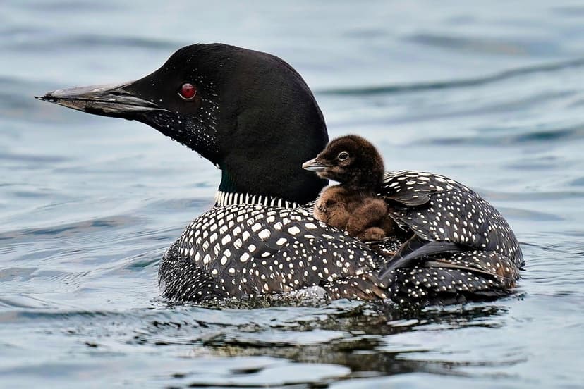 Maine Loons Thrive: A Haunting Success Story
