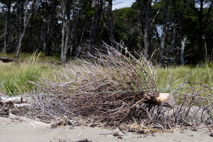 Maine Dunes Rebuild: Nature's Fight Against Erosion