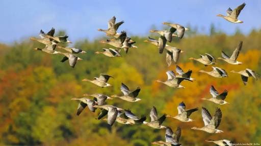 Majuli Island Tragedy: Suspected Poisoning Kills 50+ Birds