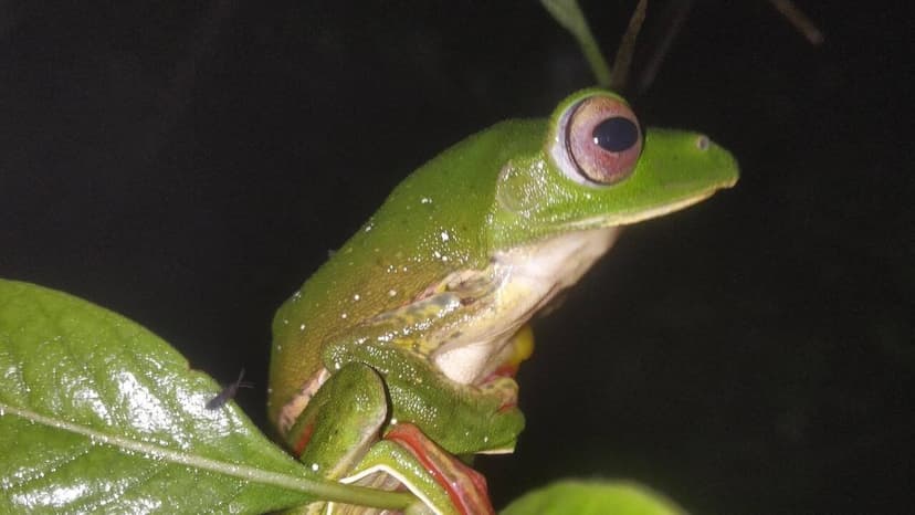 Monsoon Woes Threaten Malabar Frog Survival