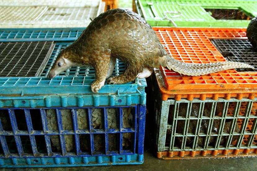 Resort Serves Protected Pangolin Meat, Faces Penalties