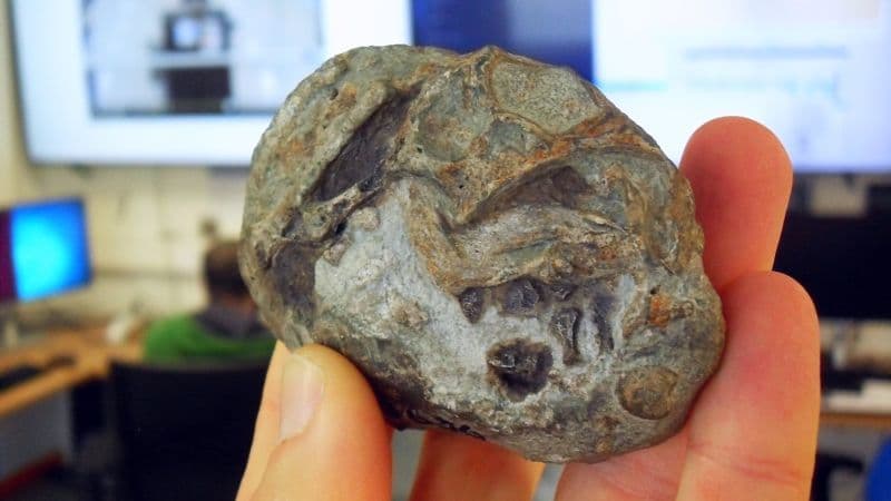 Mammal Ancestors Laid Eggs: Fossil Proof Found!