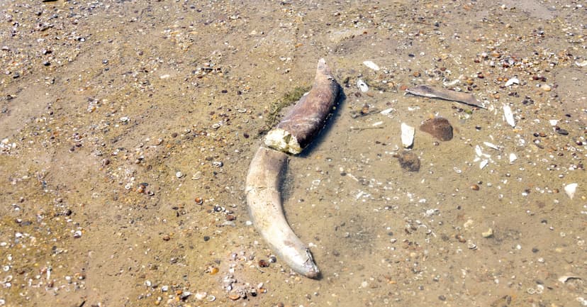 Record Low Danube Reveals Mammoth Bones in Bulgaria