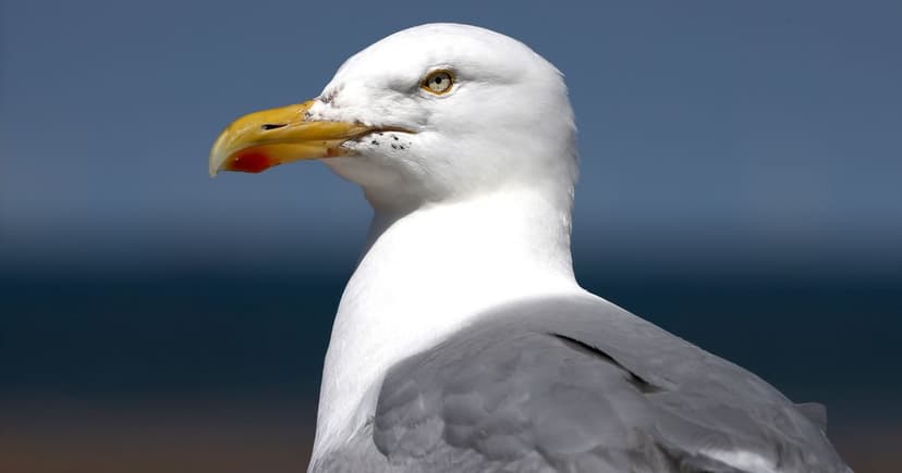Seagull Smashed Against Wall Over Stolen Food