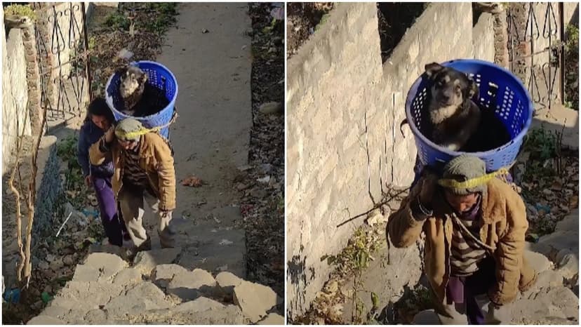 Kindness Carried Uphill: Man Rescues Injured Dog