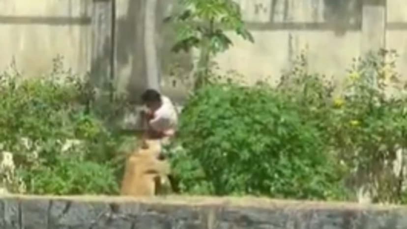 Man Mauls Death After Lioness Enclosure Jump