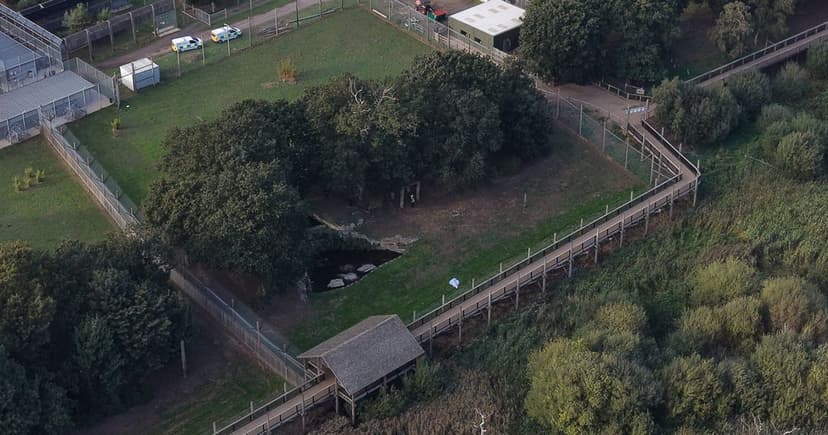Zoo Visitor Mauled to Death by Tiger After Jumping In
