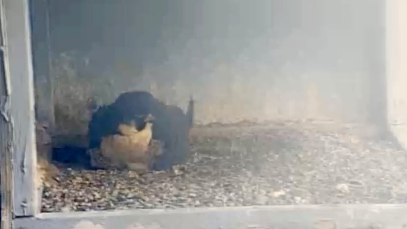 NYC Falcon Cam Captures Miracle Hatching Event