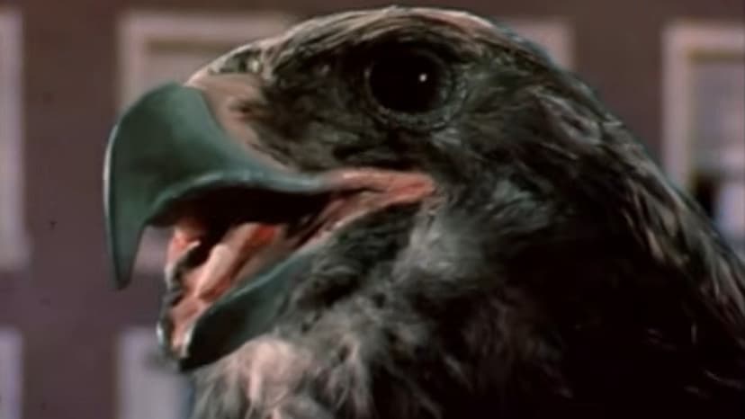 Forty Years Later: Remembering the Strange Case of Manimal