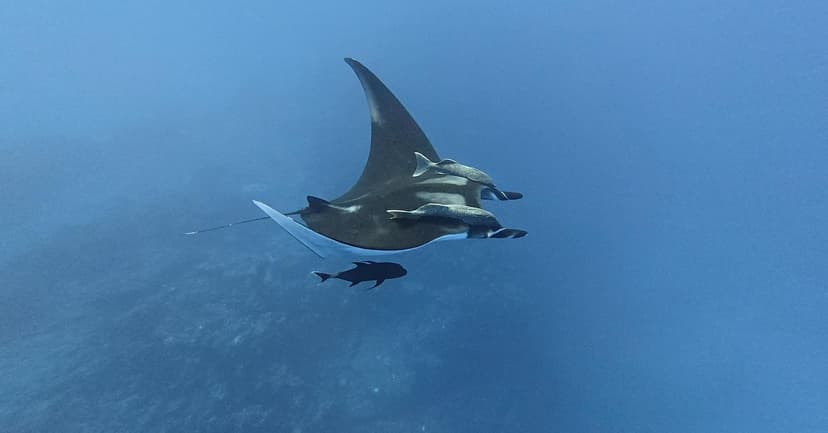 Manta Rays' Secret Migrations Revealed