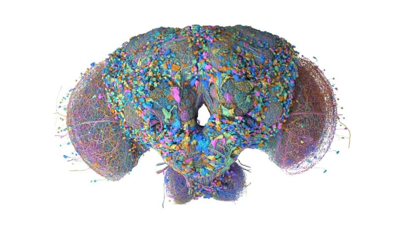 Fruit Fly Brain Mapped, Now Playing Video Games!
