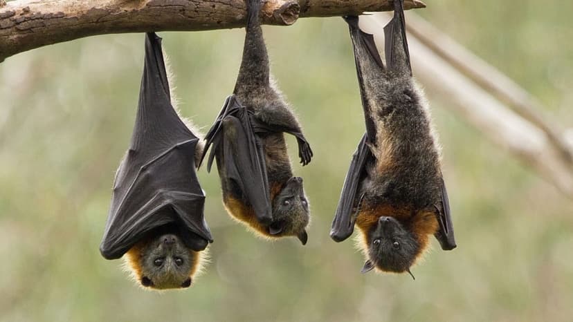 Marburg Hotspot: Wildlife & Humans Caught on Camera