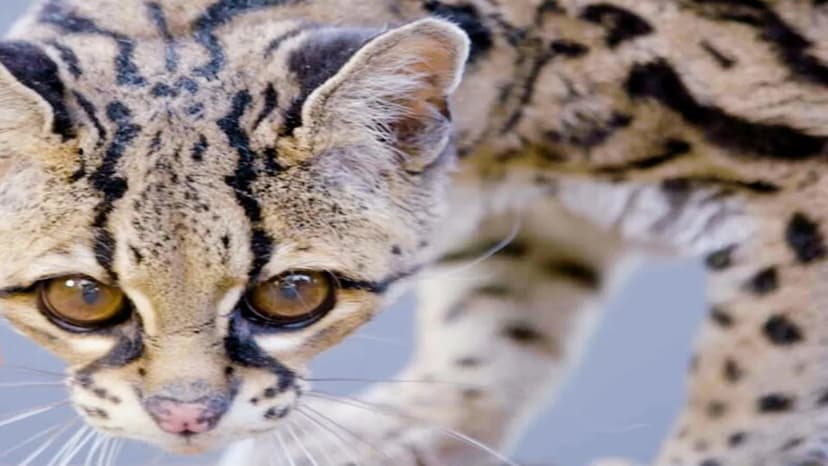 Margay: The Elusive Tree-Dweller Facing Extinction