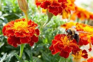 Flower Power: Marigolds Emerge as New Protein Source