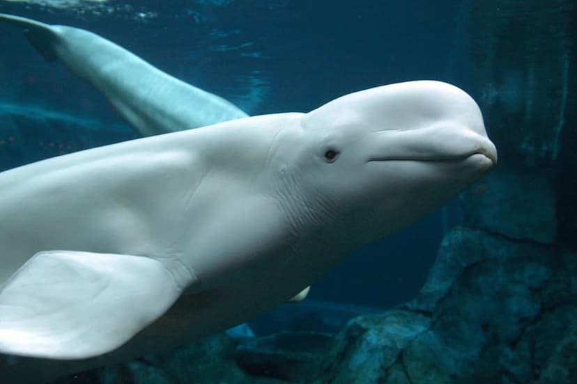 Beluga Whales' Great Escape: 30 Rescued from Closed Park