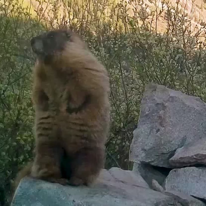 Professor's Marmot Research Goes Viral on OnlyFans