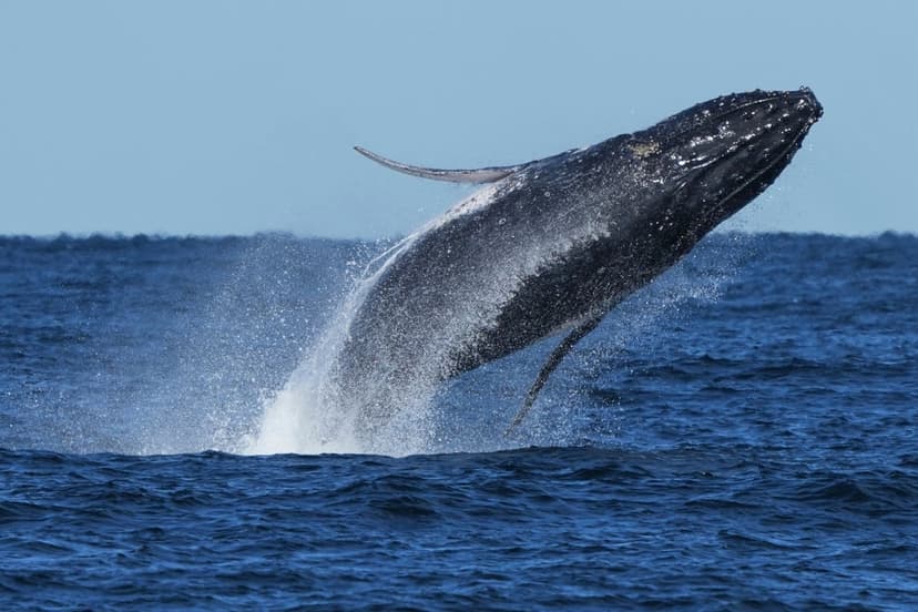 Rare 300-Whale Gathering Shows Population Rebound
