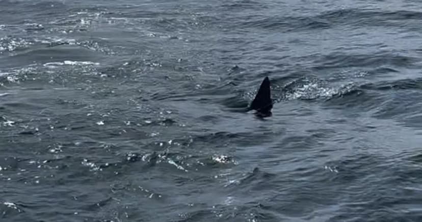 Giant Shark Surfaces Near Portugal's Famous Nazaré Waves