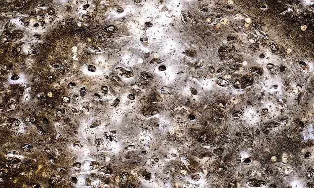 Massive Spider Colony Discovered in Albanian-Greek Cave