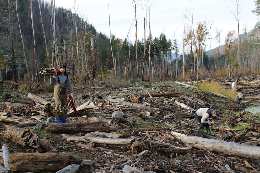 McKenzie River's Wild Makeover: Willow Trees Restore Habitat