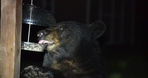Maryland Bears Seek Extra Fall Calories