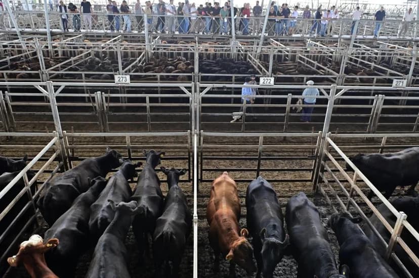Mexico Cattle Imports Resume After Parasite Ban