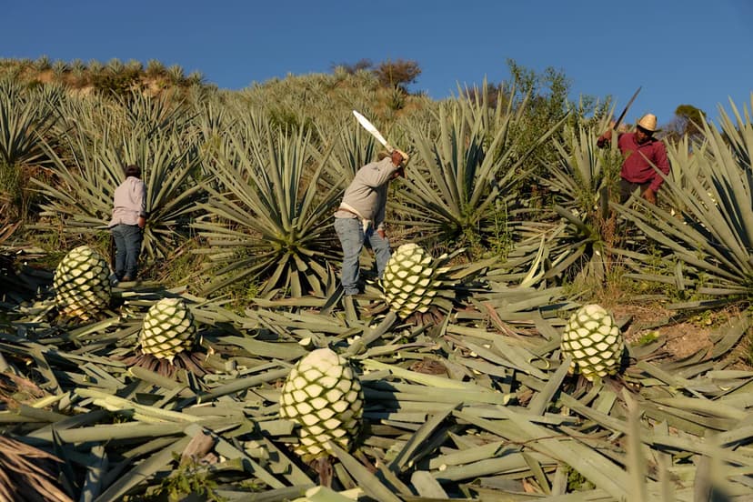 Oaxaca's Smoky Secret: How Mezcal is Born