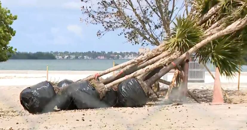 Miami Trees Slaughtered: Residents Fight City Hall