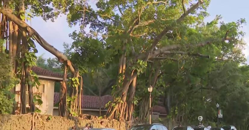 Miami Tree Trimming Sparks City Probe
