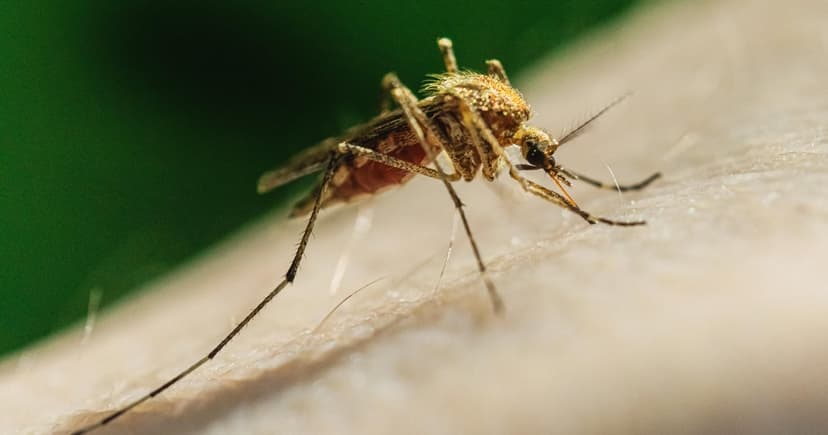 Michigan Man Contracts Deadly EEE Virus After 5 Years