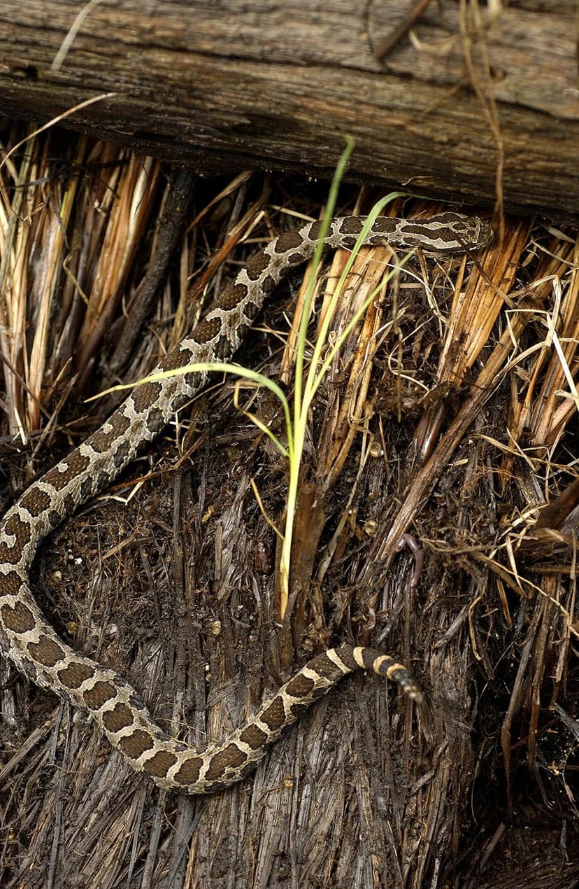 Rare Rattlesnake Sighting: Know Michigan's Venomous Reptile