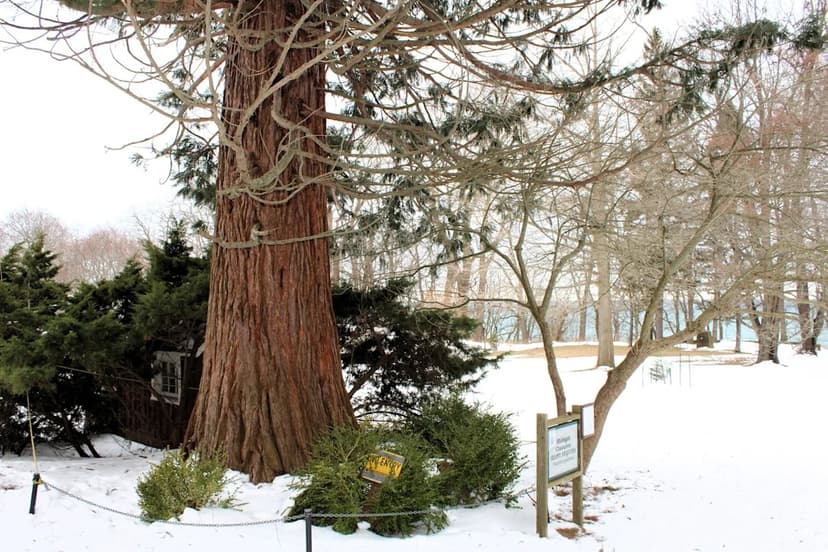 Giant Sequoia Thrives in Unexpected Michigan Winter