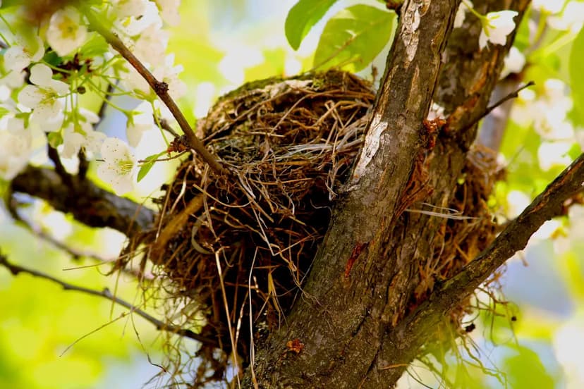Backyard Birds Choking on Microplastics