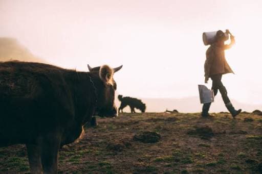 Milk Contaminated: Microplastics Found in Every Sample