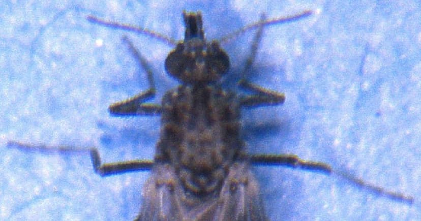 Mutant Midges Trap Brazilians Indoors