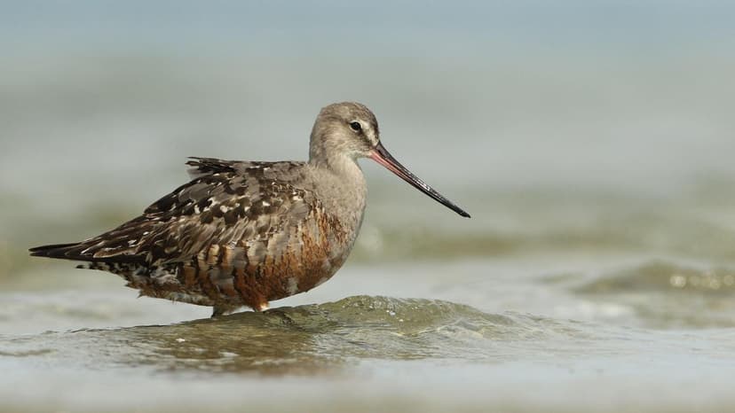 Migratory Bird Crisis: Populations Plummet 95%