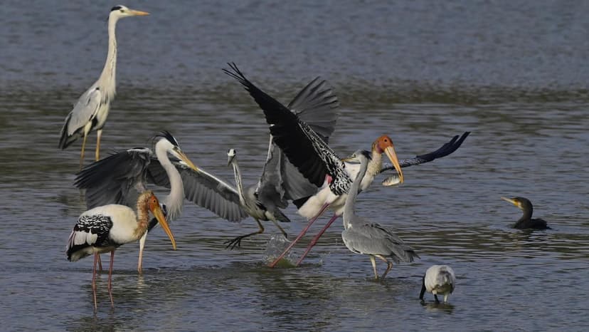Half of Migratory Birds Declining Globally