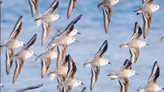 24% of Migratory Species Face Extinction