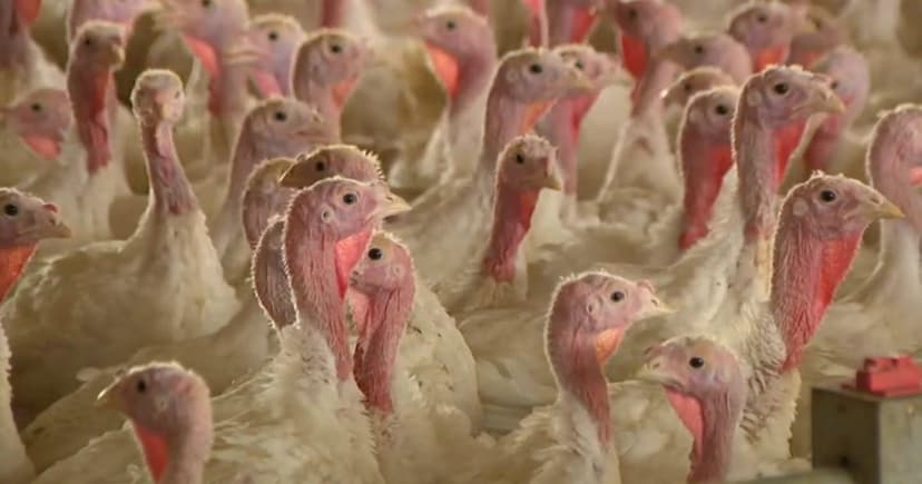 Bird Flu Crisis: Minnesota Growers Fear Another Outbreak