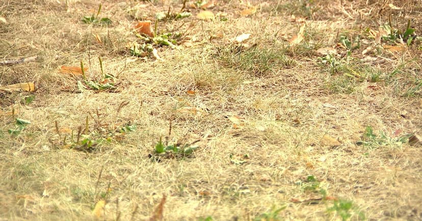 Minnesota Drought Worsens: Water Conservation Urged