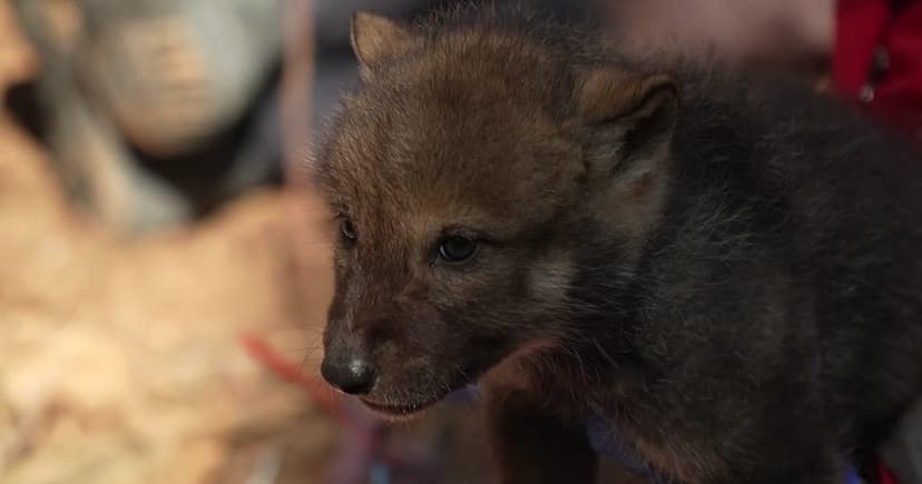 Wolf Pups Collared in Minnesota Research