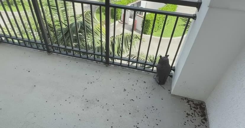 Attic Bird Invasion Creates Health Hazard