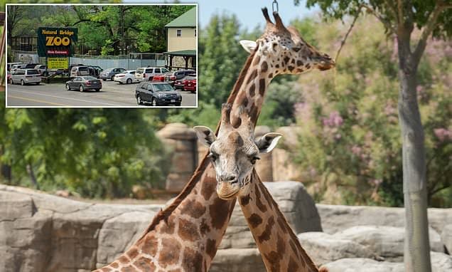 Missing Giraffe Calves: Star Offers $50K Reward