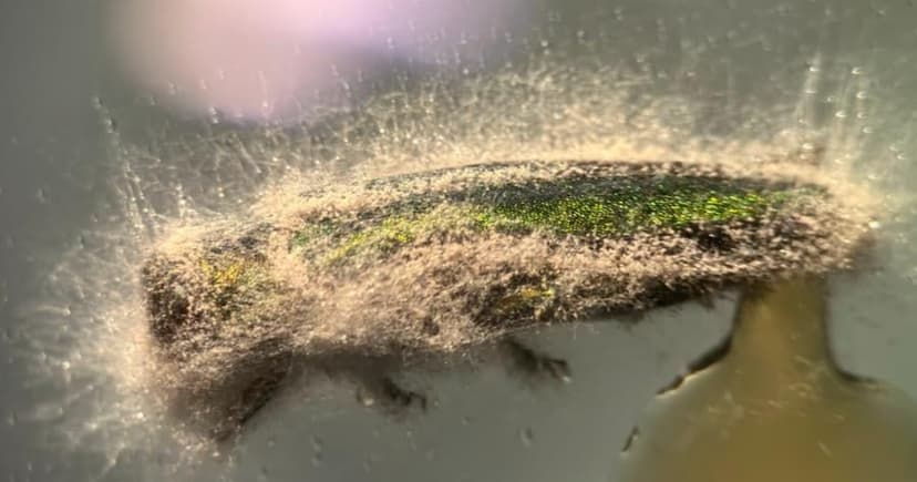 Fungi: Minnesota's Tiny Heroes Against Ash Borers