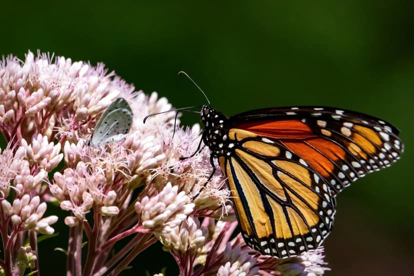 Warmer World Sickens Monarchs, Threatens Food Supply