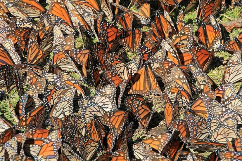 Monarch Butterfly Numbers Soar 64% in Mexico