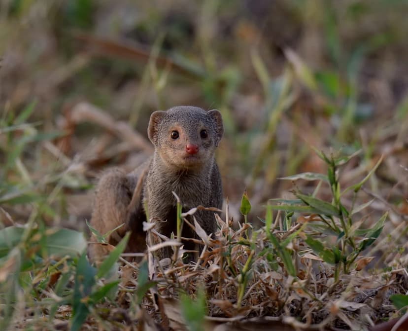 Mongoose Invasion: A Biological Control Gone Wrong