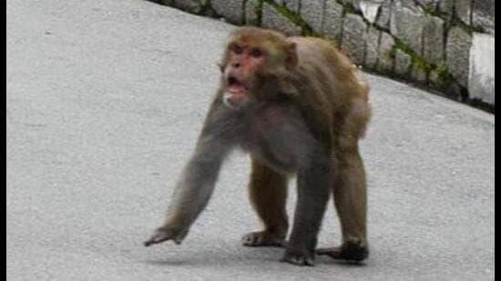 Monkey Attack Near Taj Mahal: Tourist Hospitalized