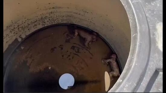 Monkeys Found Dead in Medical College Water Tanks