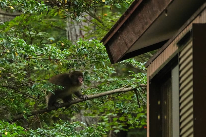 Monkey Patrol: Japan's Unique Approach to Protecting Farms and Homes